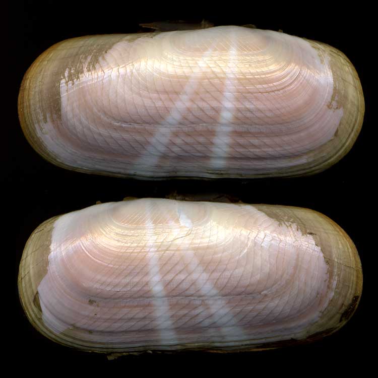 Solecurtus strigilatus